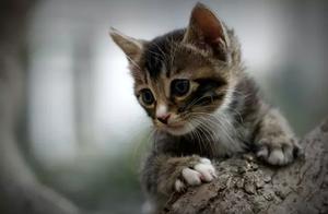 Five Essential Techniques! A Guide to Cat Communication and Interactive Play