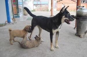 Why Don't Rural Earth Dogs Eat Food from Their Owners' Chopsticks? Is It a Hereditary Gene?