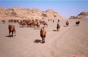 Large Groups of Wild Camels Appear in Gansu Dunhuang Wetlands; Endangered Species Desert Cat Makes an Appealing Appearance