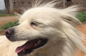 Post-treatment condition of is not ideal, high blood sugar, low red blood cells indicating anemia, worrying.