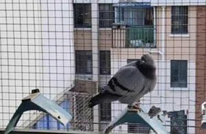 The Carrier Pigeon Returned Home After a Month of Disappearance, Tied with a Letter on Its Leg, Owner Gave a Thumbs Up