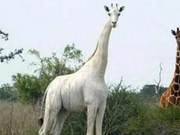 Famous White Giraffe Mother and Son Tragically Killed by Poison, Only One Remains on Earth