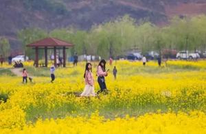 Spring Breeze Brings Flowers into Bloom, Dihua Ancient Town Hides the Entire Spring!