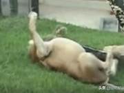 Lion Imprisoned in Circus for 13 Years: First Time Stepping on Grass Brings Uncontrollable Joy