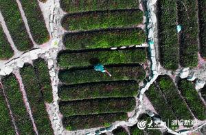 Qingdao Tea Farmers Seize Farming Opportunity to Prepare for Spring Tea Harvest