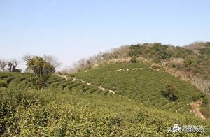 Tea Tasted in Spring: Mr. He's Putuo Buddha Tea