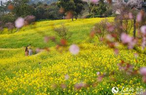Banshan Tianping Mountain: Another Spring of Blooming Flowers