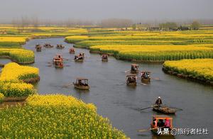 Thousand Island Town, China's Most Beautiful Water Field Rapeseed Flowers, Blooming to Suffocation