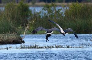 Australian Photographer Captures ‘Flying Pig’, Piglet Freely Soars Before Becoming a Meal for a Sea Eagle