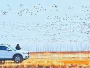 Another Year of Returning Geese