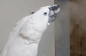 Parrot Discovers Humidifier is Fun, Invites Friends to "Eat Air", How Cute!