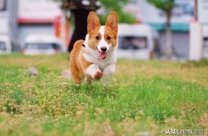 The Little Freedom of Daily Dog Walks, In Reality, Native Dogs Even Find It Difficult to Achieve This
