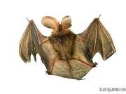 The Only Flying Mammal: Experts Call the ‘Mobile Virus Library’ – Is It True?
