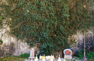 Under Yunnan's Snow Mountains, a 3000-Year-Old Bodhi Tree Sprouts a 'Buddha Hand', Considered Lucky by Locals