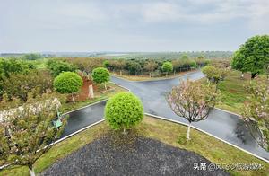 Awaken the Beautiful Springtime, Admire Romantic Flowers, and Record My Surroundings - Baifengling Scenic Area in Jiangxi