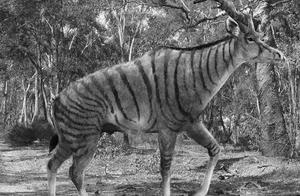 Native-Born Long-Necked Giraffe, Resembling Hoga-k’d, Height Disappoints, Shanxi Beast Origin from Shanxi Animal?