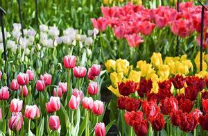 Windmills, Flowers, and Art – Go to Holland