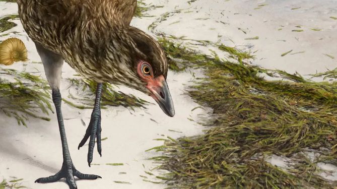 太平洋电脑网■新发现迄今为止最古老的现代鸟类化石:“神奇鸡”