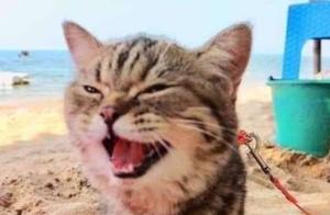 The Tabby Cat's First Trip to the Beach with Its Owner - It's So Happy!