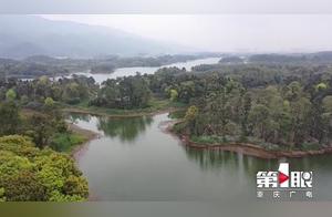Come Meet the ‘Gulls’! Longshu Lake in Dashi District Welcomes Red-Crowned Gulls for the First Time