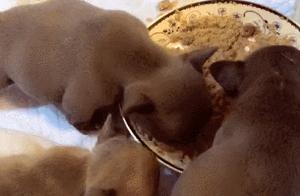 The puppy eats and its belly swells, the owner grabs it with one hand to take a look, it's as big as a pie!