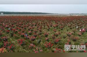 Huazhou District: Enjoy the Rose Sea
