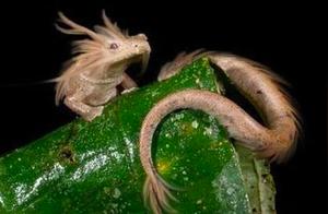 What is the laziest creature on Earth? Not a sloth or koala, but this dragon-like species