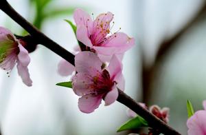When Flowers Bloom in the Spring