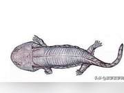 Top 'Newt,' Dominating Earth for Thousands of Years, Challenging the Tyrannosaurus Rex: 'Every Day I'm Eaten by You, It's So Unfair!'