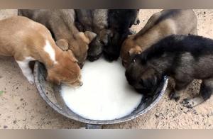 Giving Dogs Milk Poses Risks: Dogs May Have Lactose Intolerance or Allergies