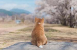 Do you have a Shiba Inu? Let's go enjoy the scenery!