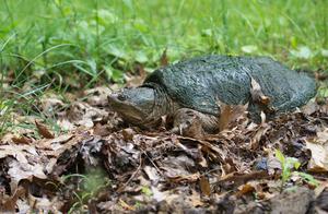 Still Feeding Turtles Based on Temperature Fluctuations? Learn a New Method!