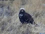 Grade-One Protected Animal Golden Eagle Appears in Jilin Hailoglan Nature Reserve