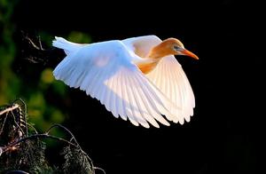 Look, Swallows Have Returned! Listen, Lilies of the Valley Are Singing! Birdwatching in Yangzhou is Really Wonderful