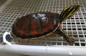 When Turtles Wake Up: A Guide to Spring Emergence