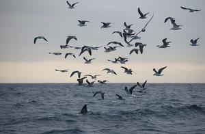 Large-Scale Animal Deaths in Peruvian Coast and African Grasslands, and Humans are Attempting Remedial Measures