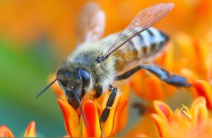Have They Stung You? Learn to Distinguish Bees and Wasps, and You'll Never Be Mistakenly Stung Again