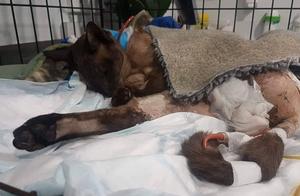 A Kiwi Cat Saved After Internal Organs Turn Inside Out Due to Attack by Its Own Dog, Owner Spent 130,000 NZD to Save Its Life