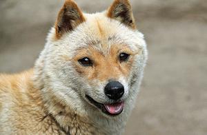 Extremely Rare 'Shanyin Shiba Inu' is Really Cute: Looks Like a Monkey and a Sheep