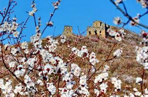 Spring on the Great Wall: Beautiful Like a Painting (Qinhuangdao)