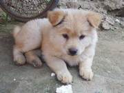Should Dogs Be Included in Livestock Management? You Support or Oppose?