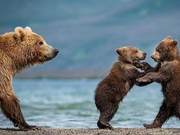 Czech Photographer Captures Bear Mother Teaching Cubs to Fish: Cubs Give Each Other a 'Handshake'
