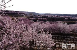 Cloud-Based Flower Viewing – Ningxia Hosts First Online Six-Pan Mountain Flower Festival