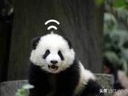 The Greatest Mystery of Giant Pandas: Its True Name Was Not Panda
