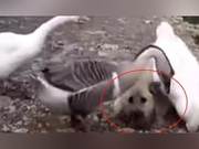 A Playful Puppy Gets Lost, Grandma Uses Geese to Bring It Home
