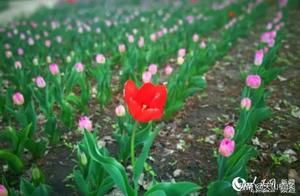 In another month, Five Qiao Gul Will Become the Most Beautiful Place in China!
