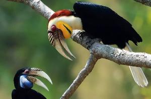 Biodiversity Encyclopedia: Crowned Hornbill (Ceratopsican Hornbill - A ‘Face Value’ Representative of the Hornbill Family)