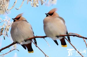 Altai City: The Mandarin Ducks Have Returned from Winter