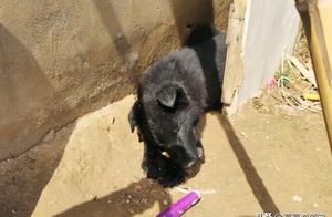 A black dog was gnawing on something, suddenly heard someone shouting, couldn't resist coming out to join the commotion.