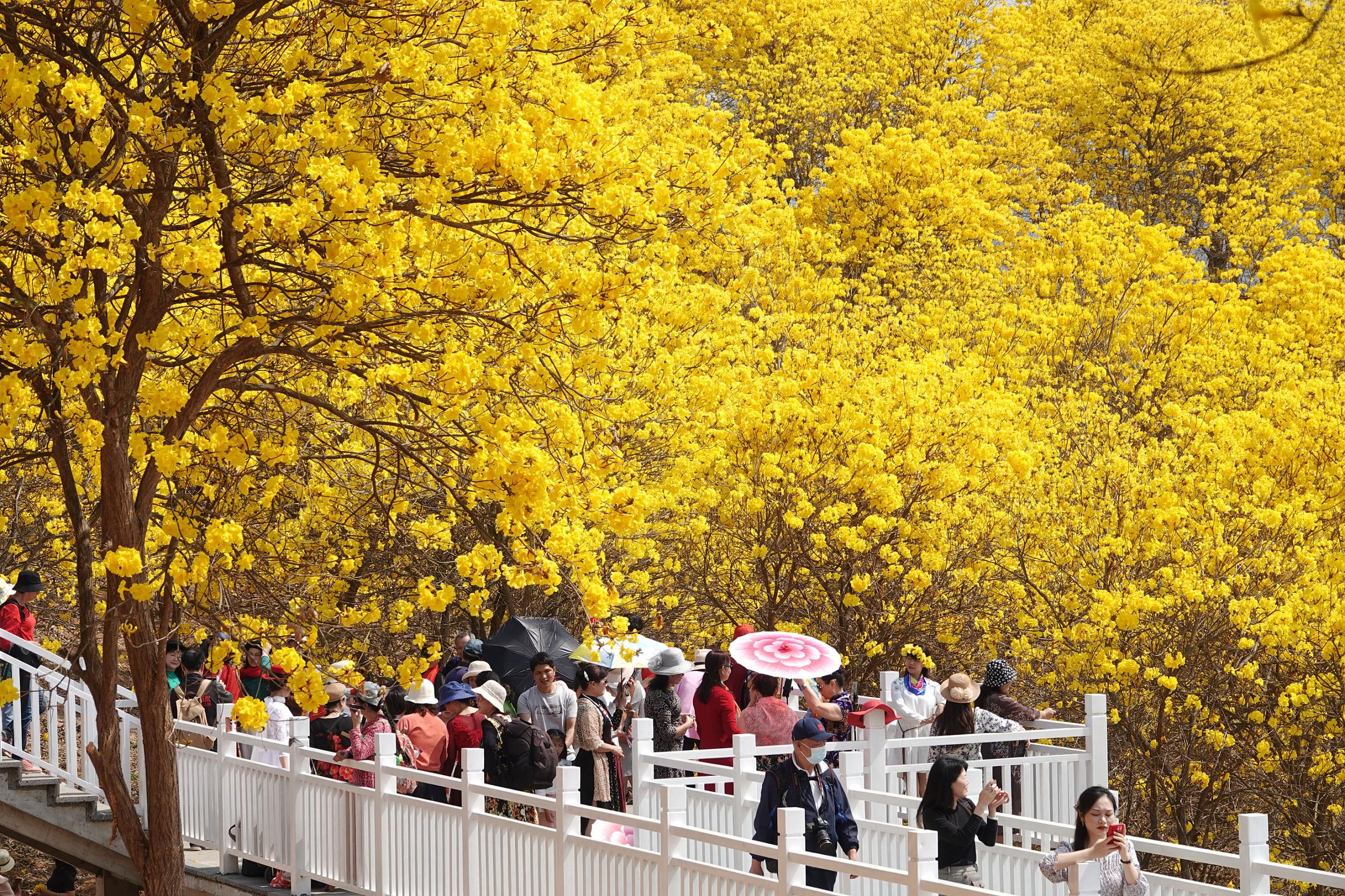 广西南宁:黄花风铃木迎春绽放